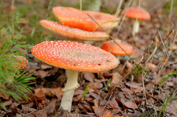 group of red fly agaric in a forest glade in autumn