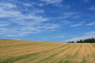 麦畑と青空