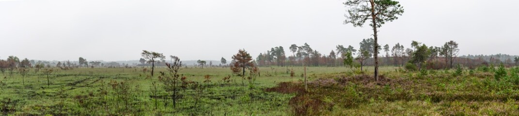 Obraz premium Heathland at Thursley common in Hampshire England UK