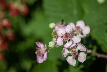 Blackberry flowers on a background of unripe fruits
