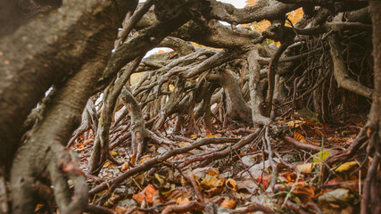 brown real tree roots intertwine, autumn yellow leaves lie on the ground under the root of a large tree, fresh air in nature,solitude in autumn, plant weaving ,hard bark orange leaf color