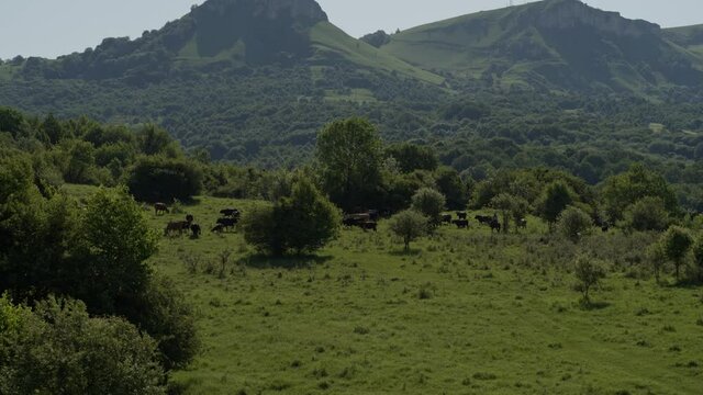 Group of cows grazing on green meadow, small forest and mount Karachay-Cherkess Republic