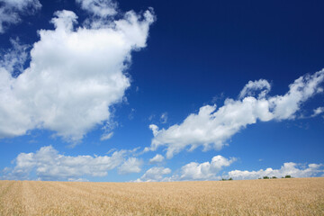 Fototapeta na wymiar 麦畑と雲