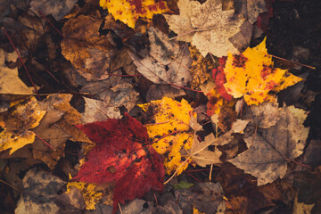 The Colors of autumn coloured leaves on a maple tree forest