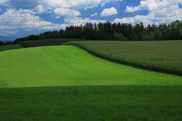 牧草ととうもろこし畑