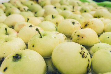 background of ripe apples/ripe green apples as a background