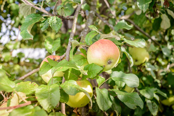ripe apples hang on a tree/ripe apples hang on a tree in the garden