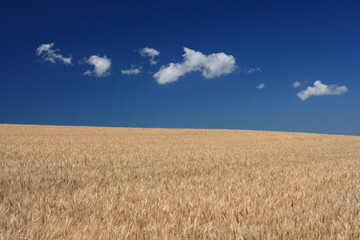 麦畑と雲