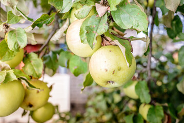 ripe apples hang on a tree with green leaves/ripe apples hang on a tree in the garden on a sunny day