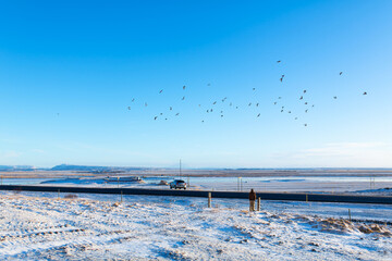 Incredible winter landscape in Iceland. A flock of birds flies over the endless field