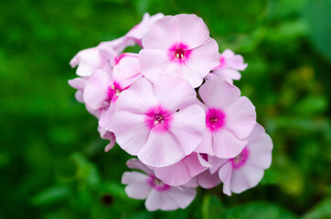 close-up pink flower phlox on a bokeh background