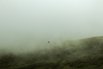 Un oiseau au milieu de la brume