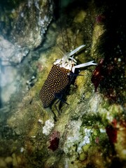 Bumblebee Saltwater Shrimp - Gnathophyllum elegance