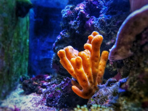Axinella polypoides - (Common Antlers Sponge)