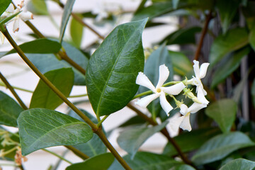 White Star Jasmime 01