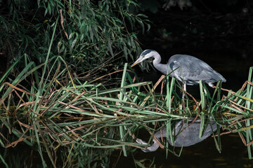 great heron