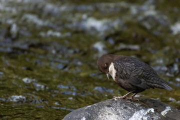 Cinclus cinclus - White-throated Dipper