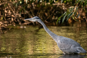 great blue heron ardea cinerea