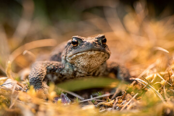 Shallow DOF. Macro shot of a wild forest toad