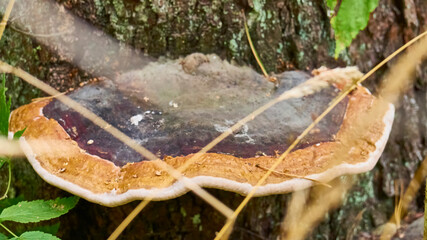 old big chaga mushroom. selective focus. color nature