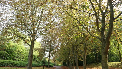 trees in the park