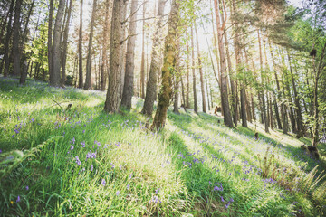Sunny forest in the morning sun - beautiful nature, walking in the forest