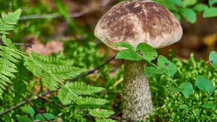 not an edible mushroom in the summer forest. color