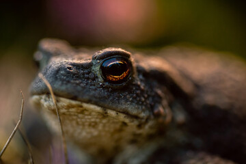 Shallow DOF. Macro shot of a wild forest toad