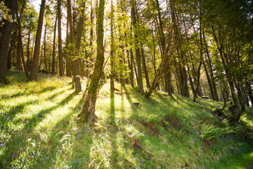 Lungs of planet Earth - beautiful forests
