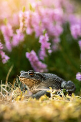 Macro shot. Shallow DOF. Toad on a small bush of heather flowers