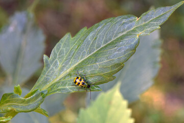 Cucumber Beetle on Leaf 01