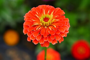 Colorful zinnia flowers in summer