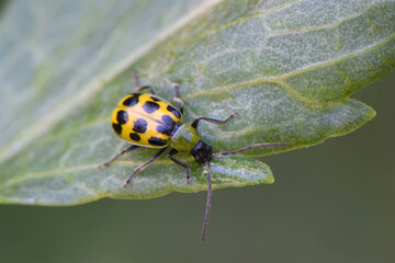 Cucumber Beetle Drinks 02