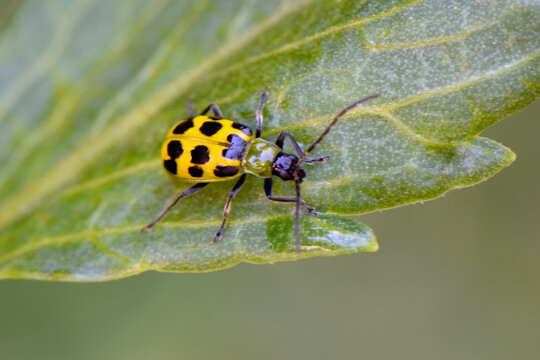 Cucumber Beetle On Leaf 03