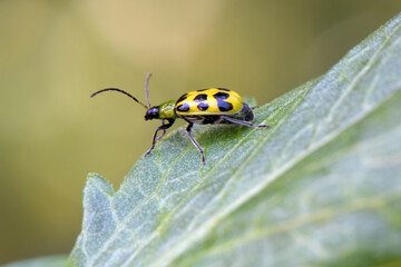 Cucumber Beetle Launch 01