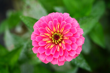 Colorful zinnia flowers in summer