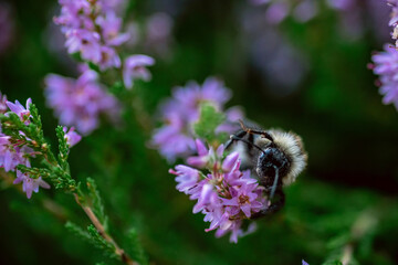 Shallow DOF. Macro shot. Heather flowers with bumblebee, backlit with evening sun