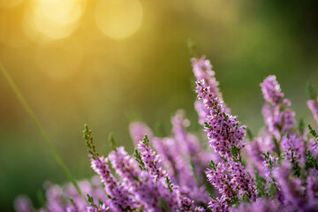 Fototapeta premium Shallow DOF. Macro shot of heather flowers, backlit with evening sun