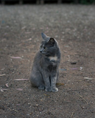 Elegant white-breasted gray cat