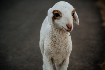 Obraz premium Close Up of Cute White indian Sheep