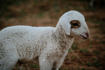 Obraz premium Close Up of Cute White indian Sheep