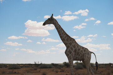 giraffe in the african savannah