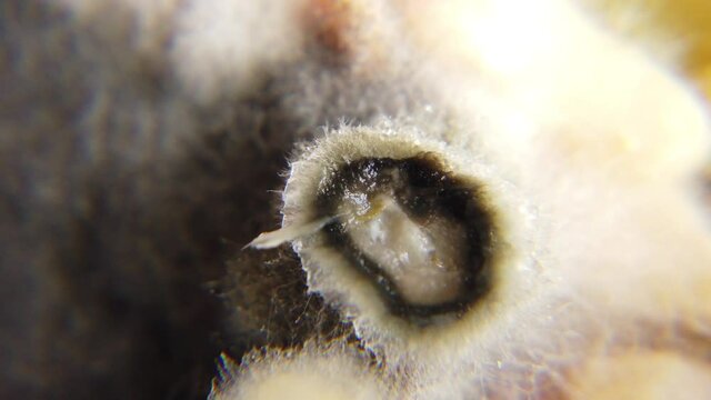 Food spoilage, food loss and food waste. Mold growth on the food. . High quality 4k footage