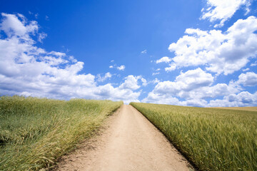 雲と麦畑の中の道