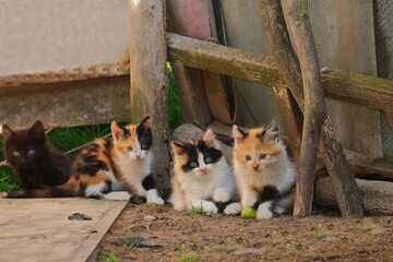 four colorful pet kittens play in the garden. in the village of kittens playing in the street. cute colorful kittens. fluffy four kittens black and tricolor red kittens close up