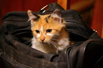 smart look of a red kitten who is going to travel in a bag. red cat is going on a trip. the kitten looks out of the bag. adorable kitten looking for food in a travel bag