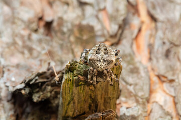 Close-up photographed Araneus spider (Araneus circe) sitting on a pine branch