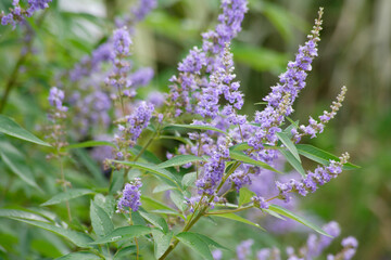 セイヨウニンジンボク