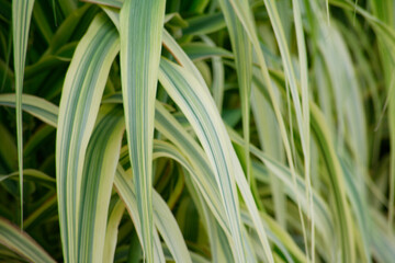 Obraz premium セイヨウフイリダンチク