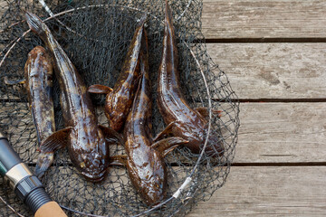 Amateur fishing, fresh fish in a fishing net. Catch of the Black Sea goby, gobiidae. Caught fresh fishes is lying on a wooden platform.